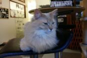 椅子の上で目を細める猫