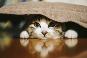 座布団に隠れる猫